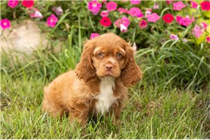 Ollie - Cocker Spaniel for sale