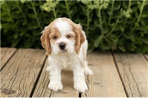 Jairo - Cocker Spaniel for sale