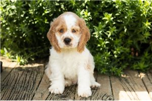 Jairo - Cocker Spaniel for sale