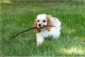 Jake - Cocker Spaniel for sale