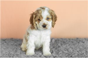 Giovanni - puppy for sale