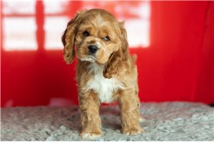 Colin - Cocker Spaniel for sale