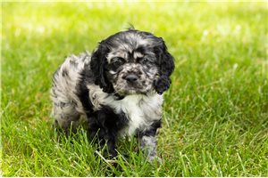 Castillo - Cocker Spaniel for sale