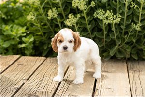 Janelle - Cocker Spaniel for sale