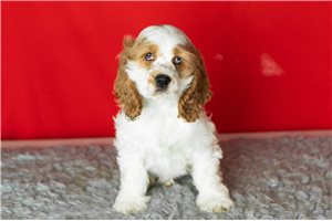 Coby - Cocker Spaniel for sale