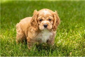 Tucker - puppy for sale