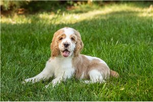 Keaton - Cocker Spaniel for sale
