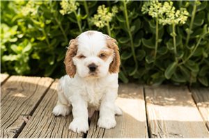 Jagger - puppy for sale