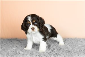 Gabriel - puppy for sale