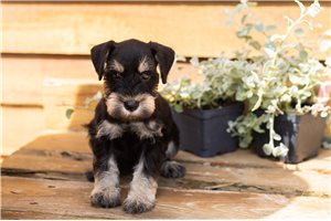 Mateo - puppy for sale