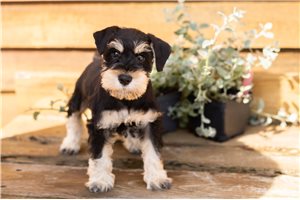 Matthew - Miniature Schnauzer for sale