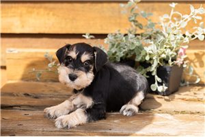 Michael - Miniature Schnauzer for sale