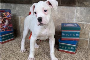 Cudi - Boxer for sale