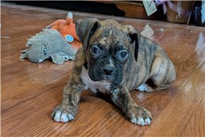 Leif - Boxer for sale