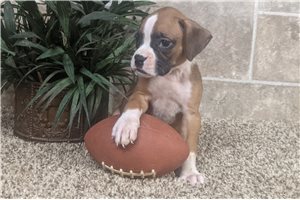 Itzel - puppy for sale