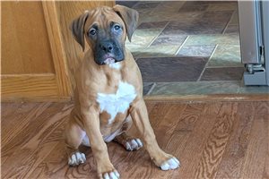 Nadine - Boxer for sale