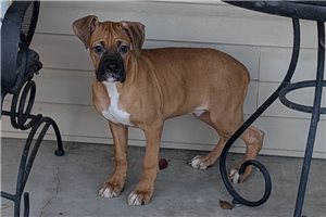 Marshall - puppy for sale