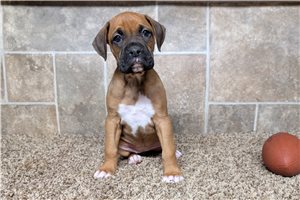 Nadine - Boxer for sale