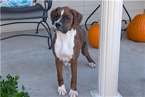 Ian - Boxer for sale