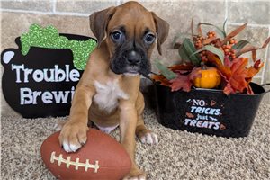 Murray - puppy for sale