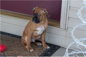 Milo - puppy for sale