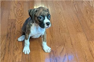 Pippa - puppy for sale