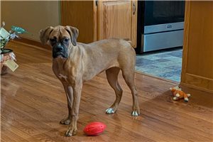 Megan - puppy for sale