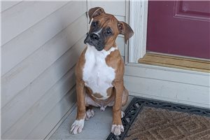 Piper - Boxer for sale