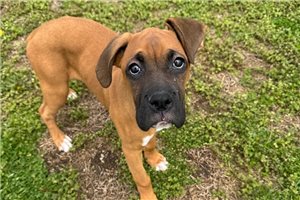 Nadine - Boxer for sale