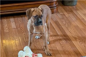 Megan - Boxer for sale