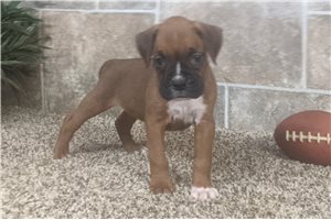 Ivy - puppy for sale