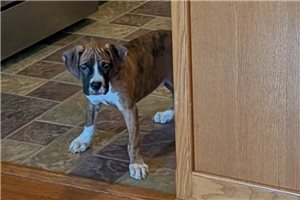 Pint - puppy for sale