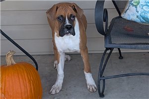 Pistol - puppy for sale