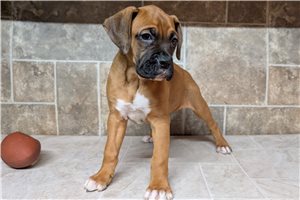 Nadine - Boxer for sale