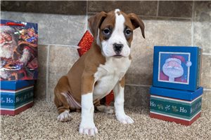 Cubby - Boxer for sale