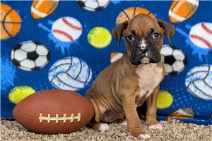 Kylan - Boxer for sale