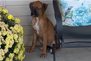 Sonia - puppy for sale