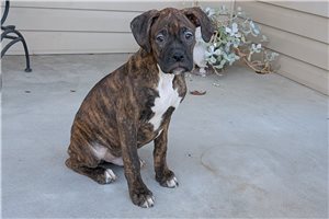 Nathan - Boxer for sale