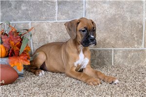 Maria - puppy for sale