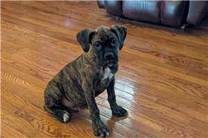 Pilot - puppy for sale