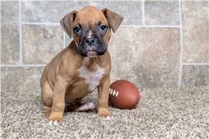 Nicolas - puppy for sale