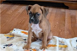 Peggie - Boxer for sale