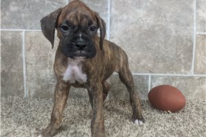 Isaac - puppy for sale