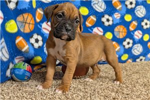 Kutcher - Boxer for sale