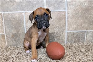 Nora - puppy for sale