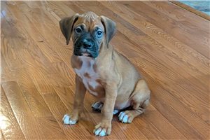 Kutcher - Boxer for sale