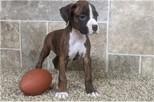 Isabella - puppy for sale