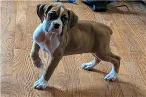 Kurt - puppy for sale
