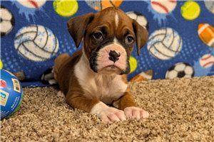 Kimball - puppy for sale