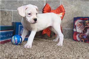 Caesar - Boxer for sale